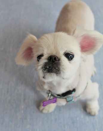 Marcel