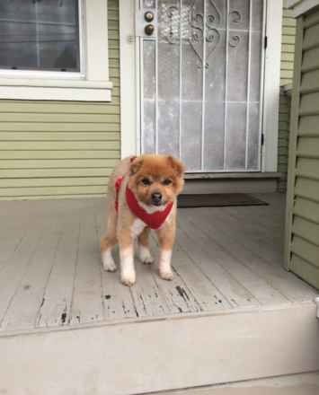 Koda Bear