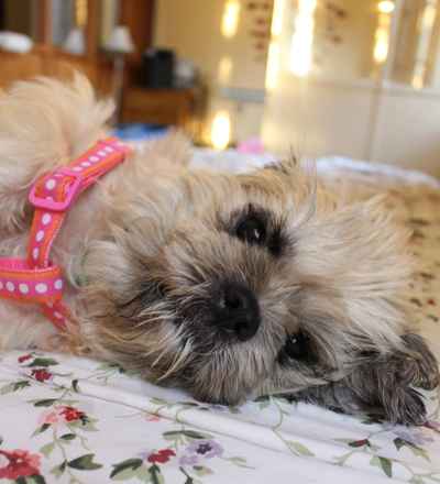 Brandy