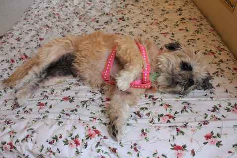 Brandy