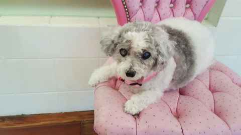 Gertie