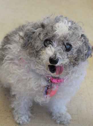 Gertie