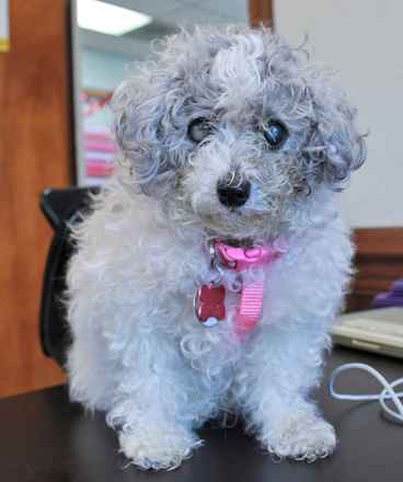Gertie