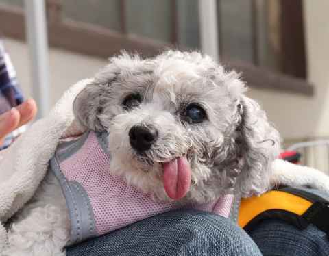 Gertie