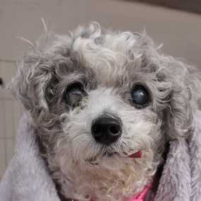 Gertie