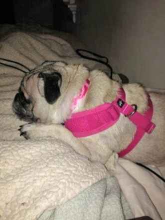 Molly