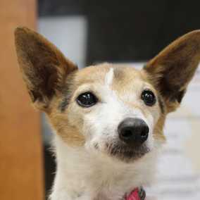 Gidget