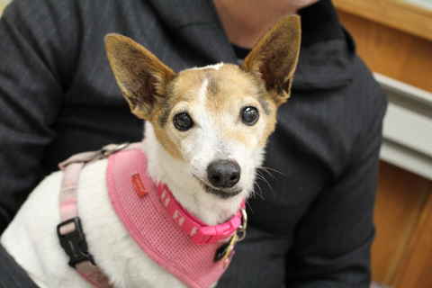 Gidget