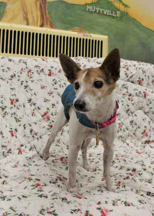 Gidget