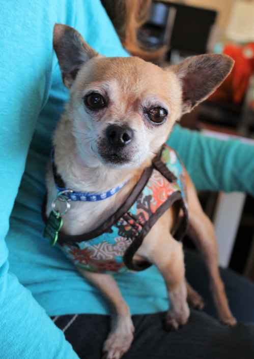 Rockie