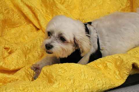 Pancho