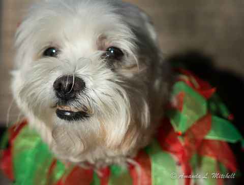 Pancho