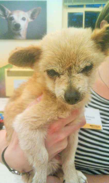 Teddy
