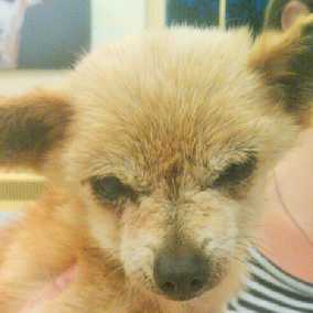 Teddy