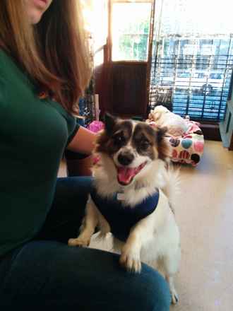 Mr Pickles