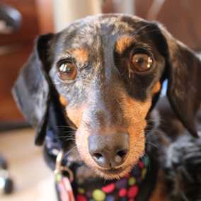 Dottie