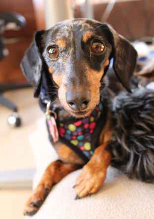 Dottie