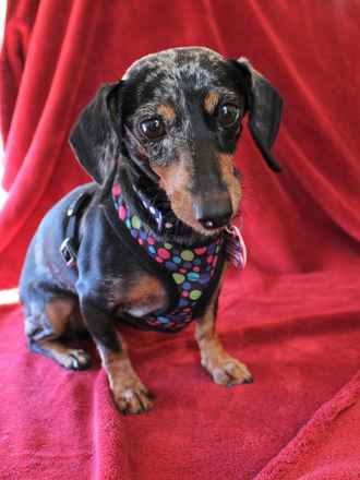 Dottie