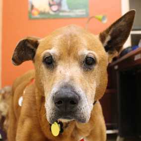 Scooby