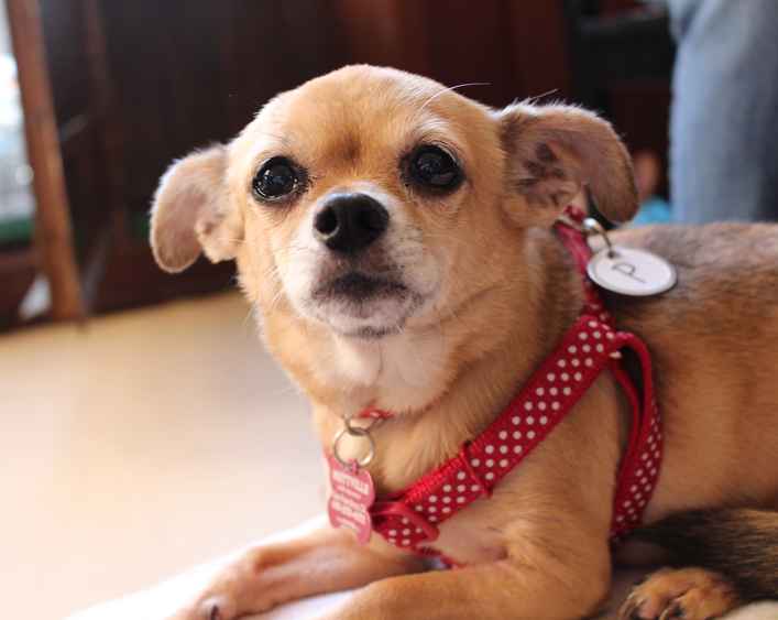 Chiqui