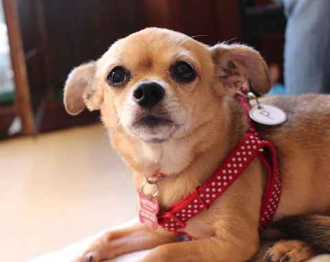 Chiqui
