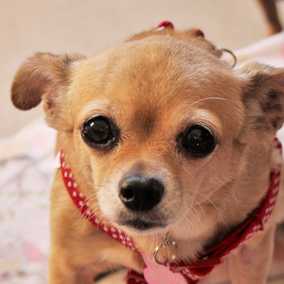 Chiqui