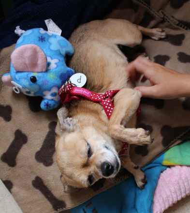 Chiqui