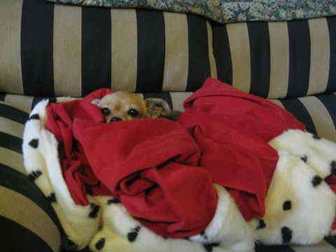 Chiqui