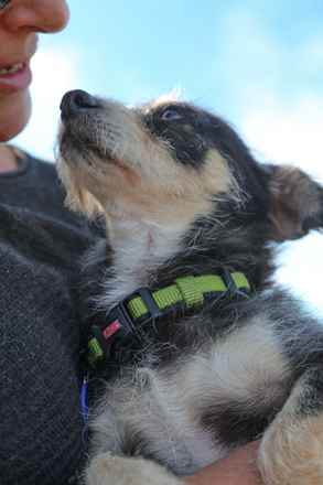 Toby
