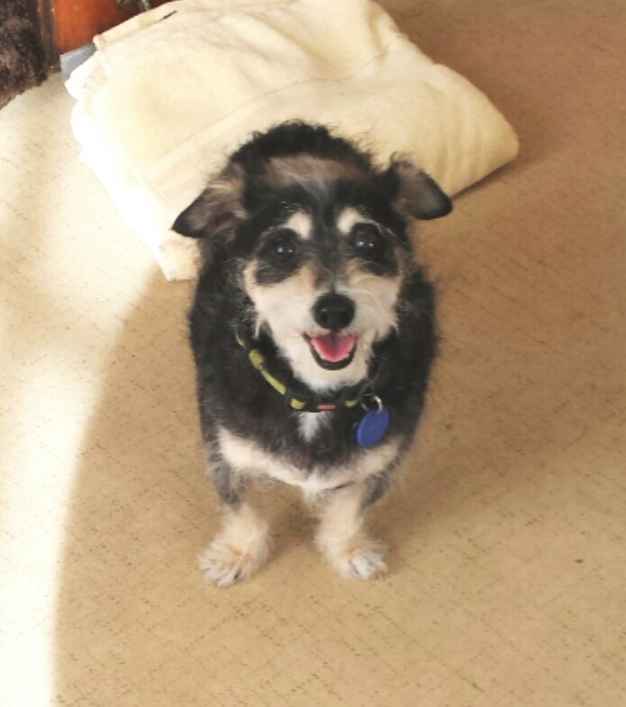 Toby