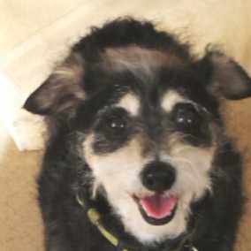 Toby