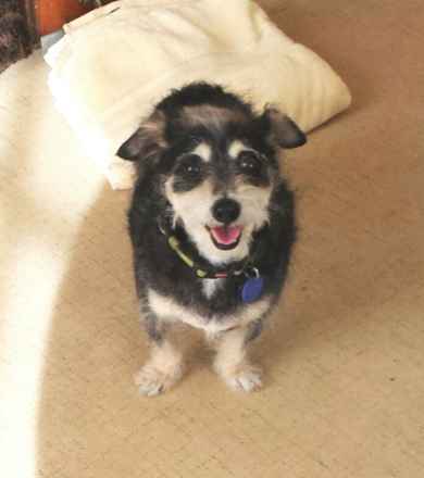 Toby