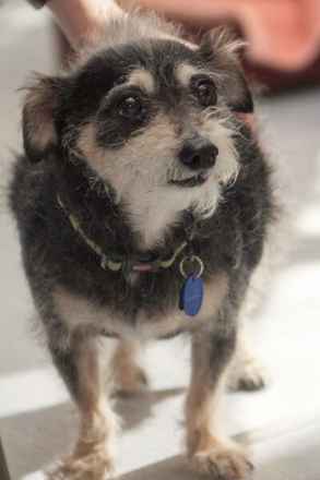 Toby
