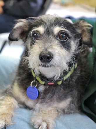 Toby