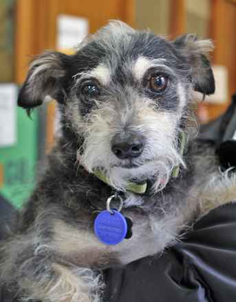 Toby