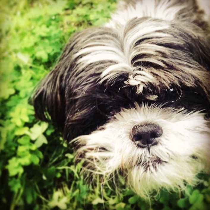 Bob