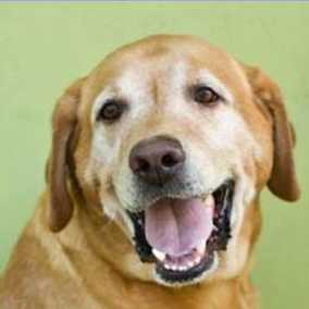 Odie