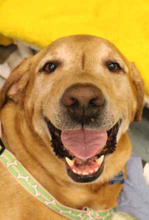 Odie