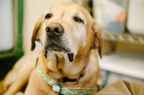 Odie