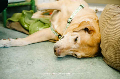 Odie