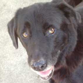 Sammy