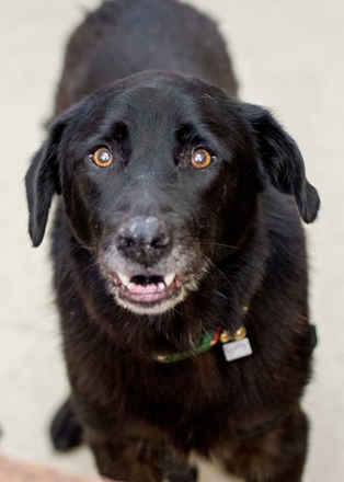 Sammy