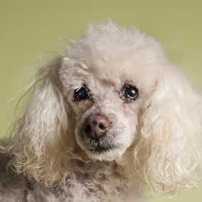 Cissy