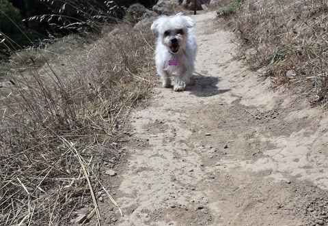 Mister Banks