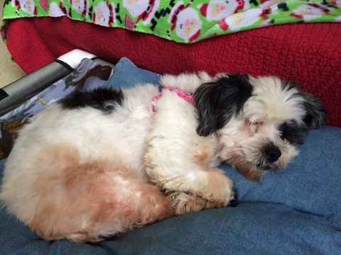Cheekies