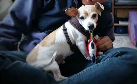 Jingles