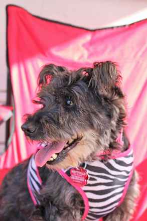 Perla