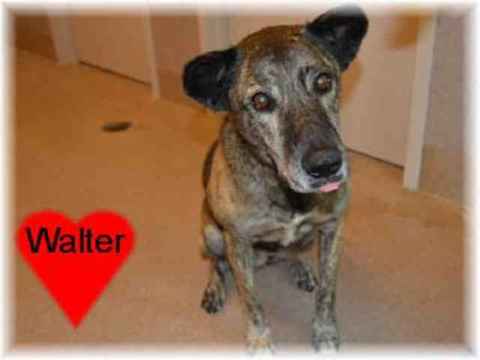 Walter Bear