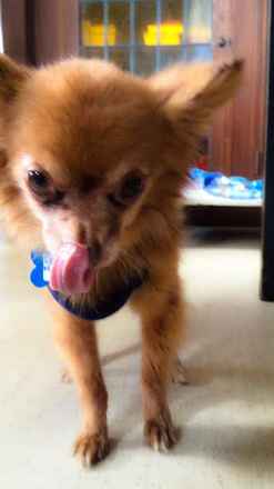 Microchip
