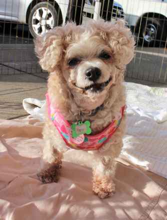 Taffy Twinkle
